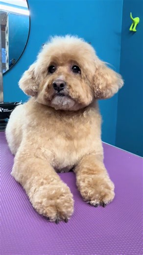 Our beautiful client came in today for her lovely full groom. Looking absolutely fabulous! #cavapoo #hamptonhoundsgrooming #doggroomer #dogsvideo #fyp