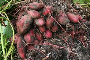 Preparing and Planting a Bed of Sweet Potatoes | The Survival Gardener