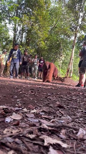Sang Raja Orangutan in Tanjung Puting National Park