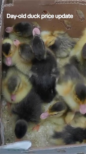 Day-old duck price update #duck #business #poultry #bird #Cockerell #noiler