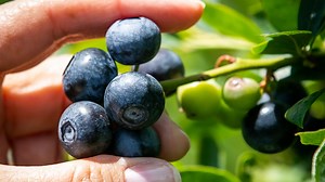 New Jersey u-pick farms are opening for the season. Here are the details