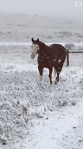 You may not be ready for winter, but these horses trotting through a snowy Montana field sure are. https://abcn.ws/2Wm55W5 | ABC News