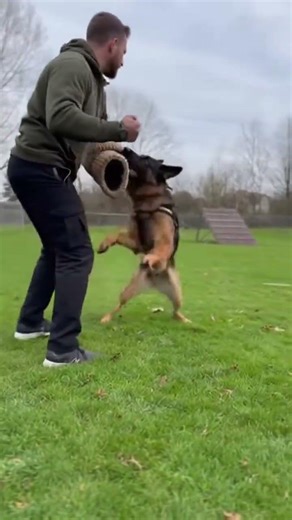 Watch this trained K9 do something most dogs can't #germanshepherd #incredible #skills