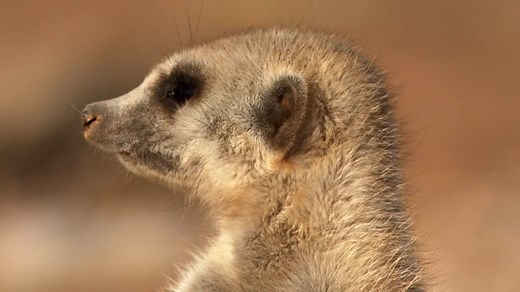 Survival Struggles in a Meerkat Colony | Britannica