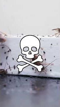 A Quick Guide to Getting Rid of German Cockroaches! [Indoor Kitchen & Bathroom-Infesting Roaches]