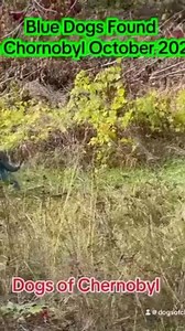 Blue Dogs Spotted in Chernobyl Exclusion Zone