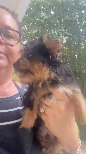 At the kennel, letting everybody out and play doing cleaning and decided to ￼ give Sami a bath and trim. Can’t believe I still have this little boy. | Sweetpea’s Babydoll Yorkies