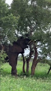 massive bull excises muscle