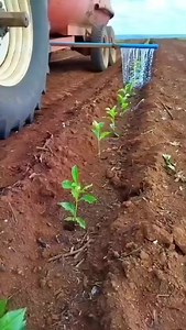 1.6M views · 8.9K reactions | The right time to provide nutrition to coffee plants  | Thecoffedaya | Facebook