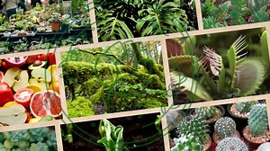 Buy Red Azalea "autumn Fire" - Rhododendron - Rare 'plant' Seeds - Autumn Fire Azalea, Red-green, Flame Azalea, Scarlet Azalea, Red Hot Azalea Online in India - Etsy