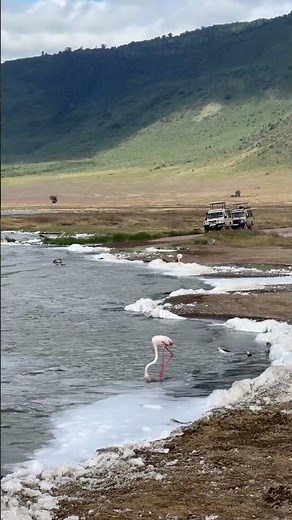 🦩 Why Lesser Flamingos Feed on Algae at Lake Magadi | Ngorongoro Crater Safari