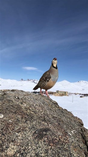 Partridge Sound in the Wild | Natural Bird Voice