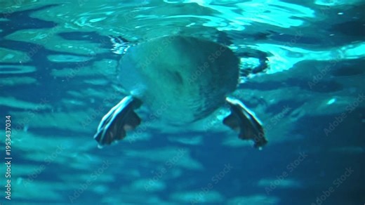 A comical perspective of a duck with webbed feet, floating on the water surface as seen from below