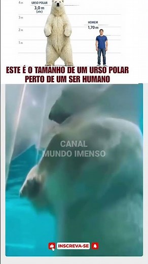ESTE E O TAMANHO DE UM URSO POLAR COMPARADO AO SER HUMANO.