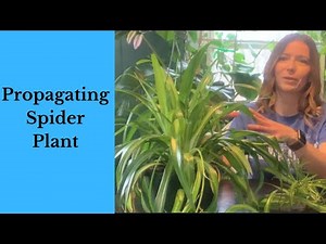 Easy Spider Plant Propagation: Step-by-Step Guide for Beginners!