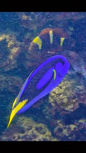 12 reactions · 4 comments | Palette Surgeon Fish #fish #dory #findingnemo #streakedspinefoot #surgeonfish #aquarium #palettefish #aquariumfish | Vie Perez | Facebook