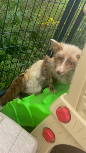 23K views · 815 reactions | Hazel is one of our more fearful, and least social foxes here at Clevyr. However, every once in a while I can sneak in a pet or a boop.. would you dare boop her? #clevyrhazel is sponsored by Lori Z #clevyrfoxes #fox #foxes #petfoxes #redfox #foxsounds | Clevyr Creatures Fox Sanctuary | Facebook