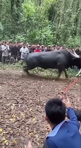Bull vs Tiger: Real Clash
