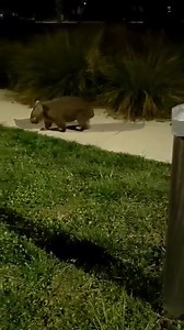 Called out tonight to a wombat sighting in Googong. He has a bald patch on his leg that worried me but further footage showed the striations on his side and he scratched a lot An amazing resident stayed with him watching for over 40 minutes while I drove there. Thank you Candice.. you’re a legend! He’s not too badly manged and very alert. I had to use the full extendable pole to 4m as he kept bolting but got a dose on him in the ens If he’s out again you’ll see his blue bum💙 #wombat #wombatmang