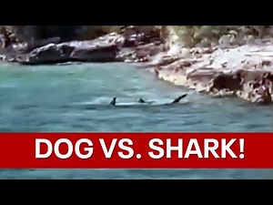 Dog vs shark: Standoff thrills tourists on Bahamas tour