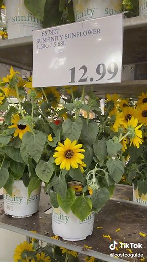 Costco Guide on TikTok