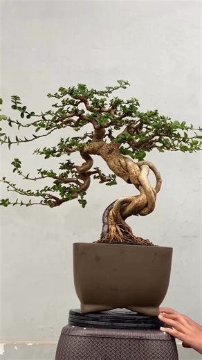 Bonsai Sancang expose root medium😍😍 Pohon meliuk gaya niagari cantik Termasuk pot,siap pajang siap kontes #bonsaisancang #premnamicrophylla #bahanbonsai #bonsaiindonesia | Tjhie T Sen