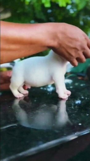 Dogo Argentino: The Ultimate Puppy Training Guide
