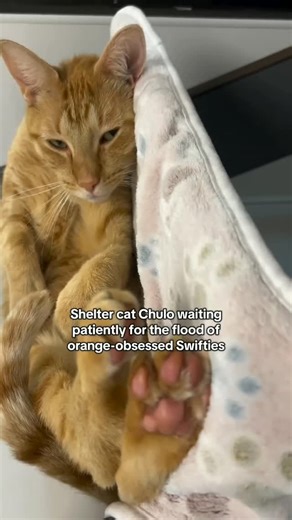 Tail Wagger's Fund on Instagram: "You belong with Chulo 🧡 2-year-old Chulo is here because his owner entered long-term medical care. We know Chulo is as heart-broken as his person, but he has hope for another great love story. Chulo has lived with other cats and loves to cuddle. Meet your orange boy match at Peggy Adams 🧡 THIS WEEKEND: Name Your Price when you adopt any adult cat or dog! We are located or based in Istanbul Turkey...!!! All adult animals included! Let's #ClearTheShelters #ts12 