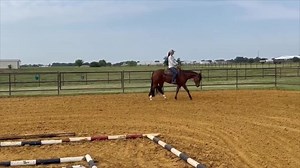 **3YO APHA MARE BY THE SUGAR DADDY** 2020 bay overo mare by The...