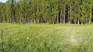 Aerial view from a drone approaching the forest from the meadow in the morning with the rising sun and fog. Northern coniferous forest seen from above with green trees and primeval relaxing nature