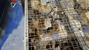 December 14,2025... Wow Batch... Solid for breeding materials and for battle... | Jap Gagalac Forth