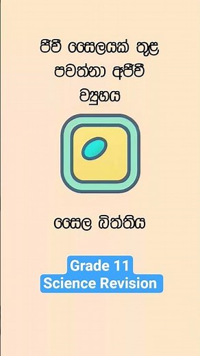 Grade 11 Science Revision 📝
