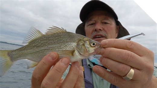 White perch & sheephead on the jig