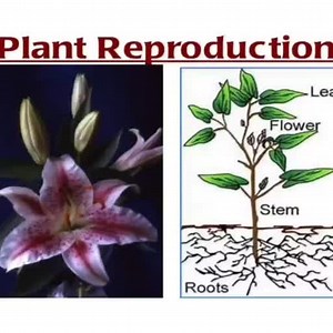 science.mp4. - Science - Notes - Teachmint