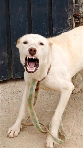 Guard Dog Barking on Chain | Natural Protective Behavior 🐕 #shorts