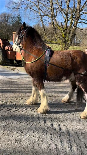 Amazing when it clicks, it clicks. Champ was testing me, rearing vertically, trying to sit down and now we have this… a week in & he is settled & perhaps even starting to enjoy himself. #progressnotperfection #workinprogress #learning #ponies | Dartmoor Carriages