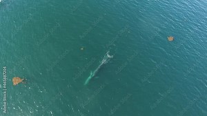 Top view of adult Fin whale breaching and breathing in Bahia de Los Angeles, Mexico.