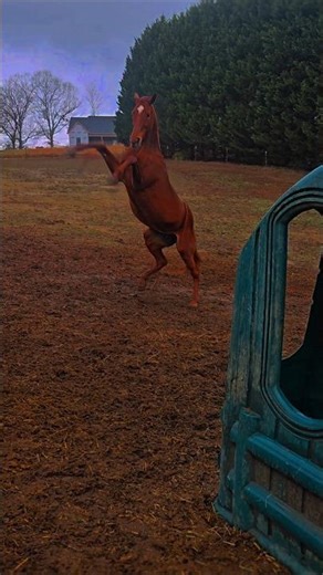 the fun of putting hay out..