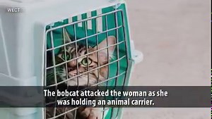 19K views · 76 reactions | A North Carolina man is forced to hurl a rabid bobcat after it attacks wife: bit.ly/32pVfqd | WHIO | Facebook