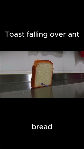 Toast falling over Ant | Random Shorts #minecraft #games #gaming