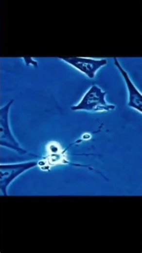 How Do Cells Commit Suicide? 🤯 | Programmed Cell Death (Apoptosis)