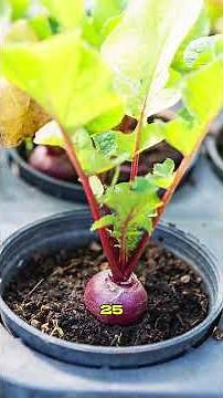 Découvre le secret caché de la betterave rouge