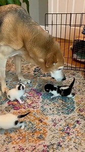 19K views · 1K reactions | Senior Dog Adopts Kittens #senior #dog #adopt #kittens | Pawsome | Facebook