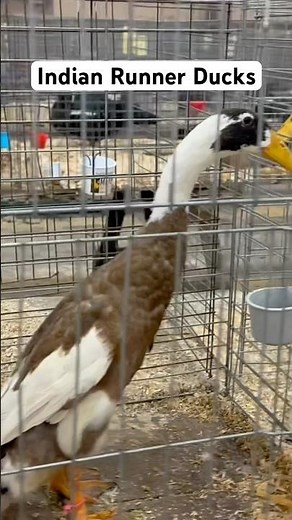 How Indian Runner Ducks became iconic