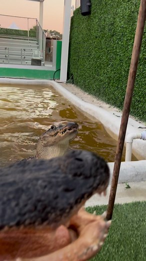 86K views · 4.6K reactions | Muttley being a trouble maker as always!...