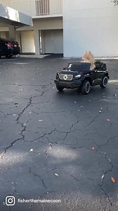 246K views · 28K reactions | Baby you can drive my car. Riding into the weekend.  | Fisher The Maine Coon | Facebook
