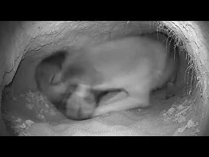 Night Vision Camera Inside a Burrow: Moments Humans Almost Never See