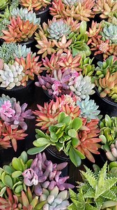 Premium Colorful Succulent Mix, Bright Succulent, Live Succulent Plant, Diy Arrangement - Etsy