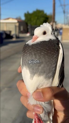 Sad? Grab a pigeon. #birds #pigeon