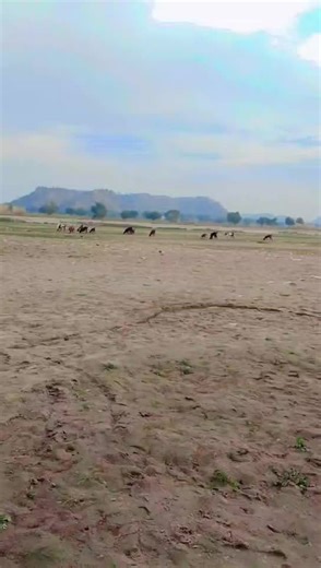 Noor Abdullah (@noorabdullah1934)’s videos with Nawab Malkoo - Malkoo Studio